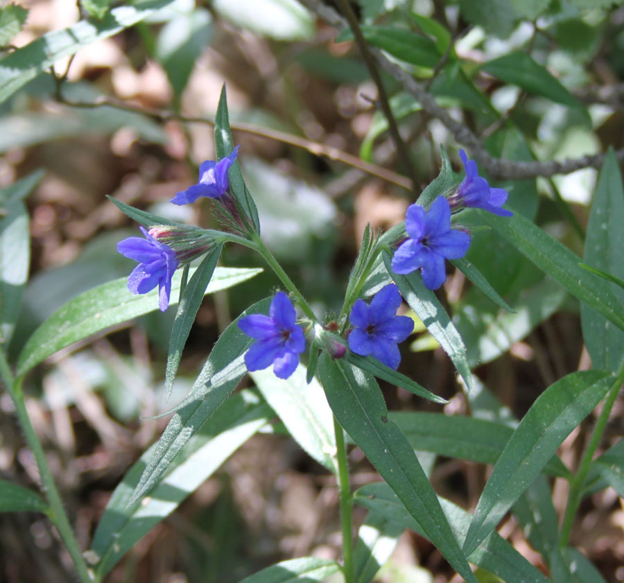 bosco misto: Buglossoides purpurocaerulea